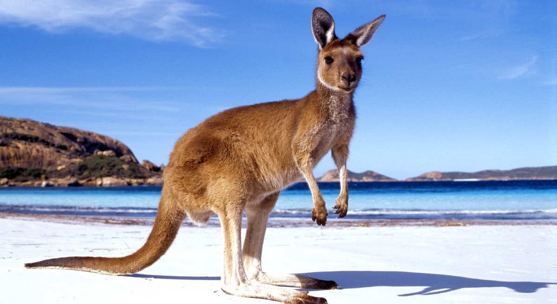 kangaroo
