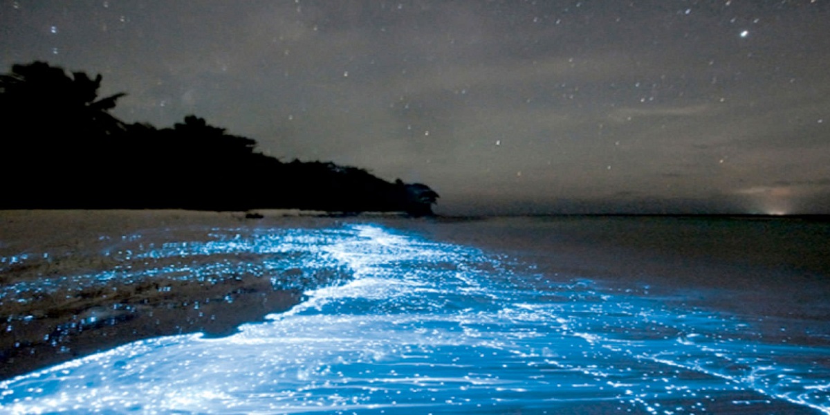 bio-luminescent-plankton